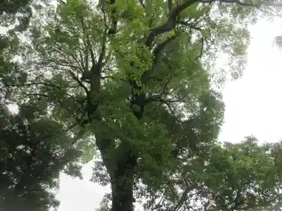 栢山神社(神奈川県)