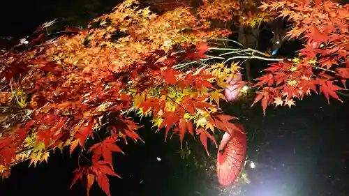 間々田八幡宮の自然