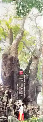 來宮神社(静岡県)