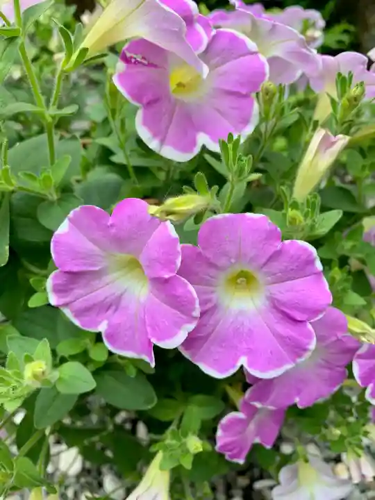 仙台大神宮の自然