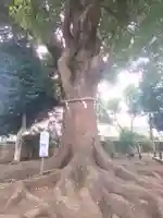 日々神社の自然