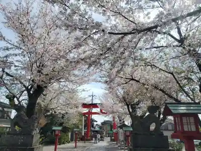 鷲宮神社(埼玉県)