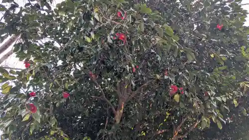 八坂三峯神社の自然