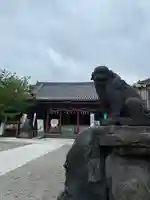浅草神社の狛犬