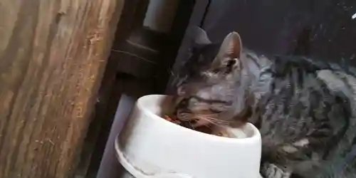 梅宮大社の動物