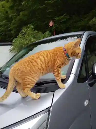 御誕生寺（猫寺）の動物