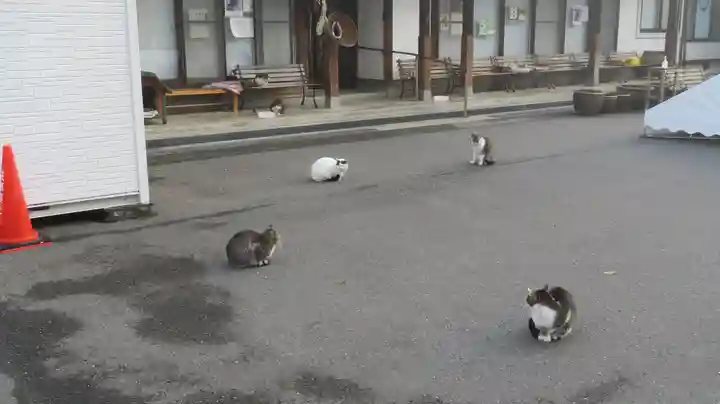 御誕生寺(猫寺)の動物