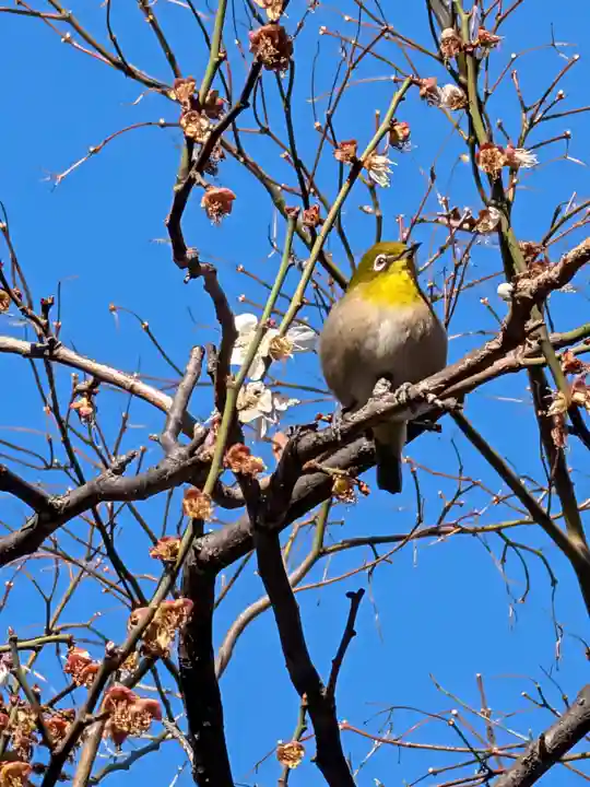 高円寺(東京都)