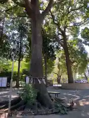 星川杉山神社の自然