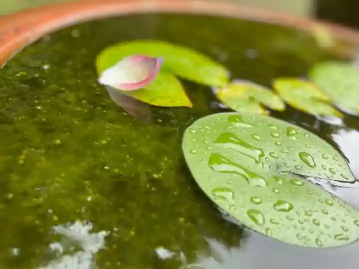 伊勢の国 四天王寺の自然