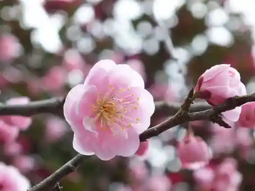 神戸神社の自然