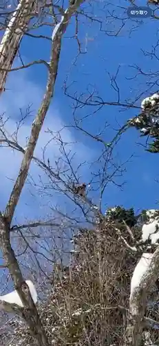 留辺蘂神社の動物