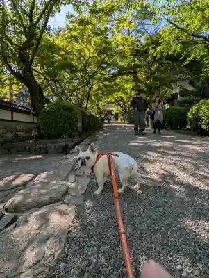 西教寺の{uncategorized: "未分類", other: "その他", undefined: "問題あり", building: "その他建物", grave: "お墓", sacred_gate: "鳥居", guardian: "狛犬", statue: "像", buddha: "仏像", history: "歴史", nature: "自然", garden: "庭園", animal: "動物", pagoda: "塔", temizu: "手水舎", mountain_gate: "山門・神門", sanctuary: "本殿・本堂", subordinate: "末社・摂社", art: "芸術", scenery: "景色", jizo: "地蔵", ema: "絵馬", goshuin: "御朱印", omikuji: "おみくじ", items: "授与品その他", amulet: "お守り", goshuincho: "御朱印帳", eats: "食事", festival: "お祭り", votive_dance: "神楽", shichigosan: "七五三参", wedding: "結婚式", experience: "体験その他", initially: "初詣", around: "周辺", anti_infection: "感染症対策"}