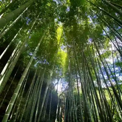 明月院(神奈川県)