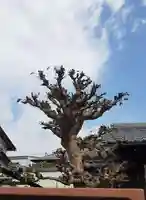 西方山極楽寺の自然