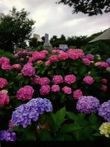 妙法寺(東京都)