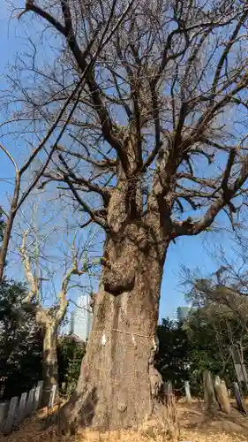 芝東照宮の自然