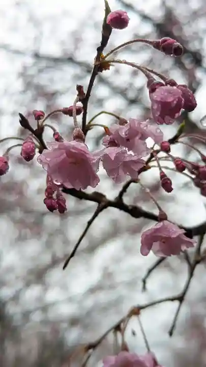 勝持寺(花の寺)(京都府)