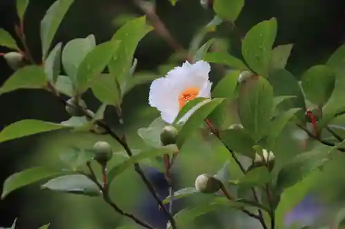開成山大神宮の自然