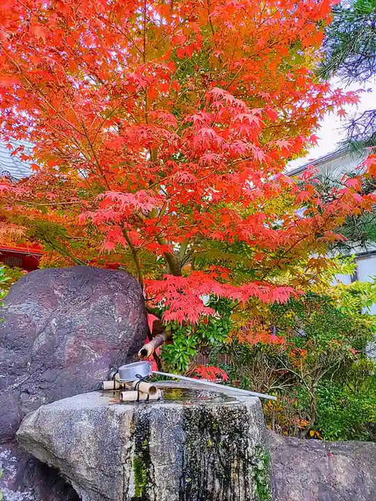 三光寺(三光寺松鷹坊)の自然