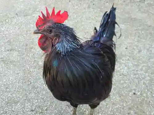 玉祖神社(山口県)