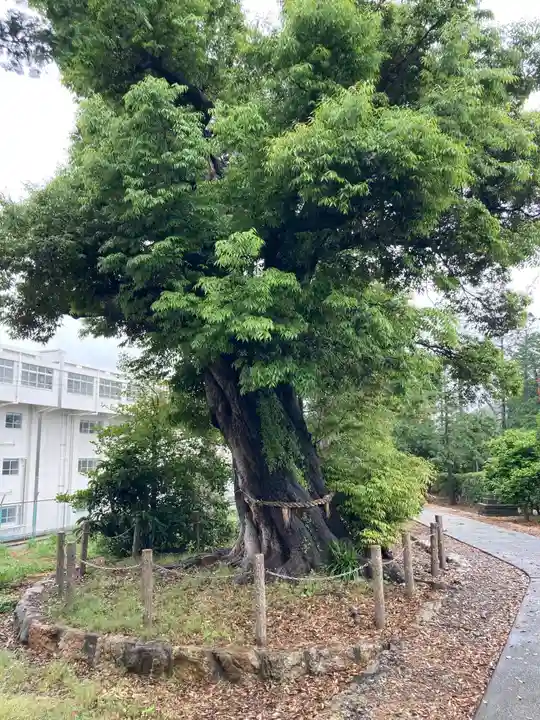 乎豆神社の自然