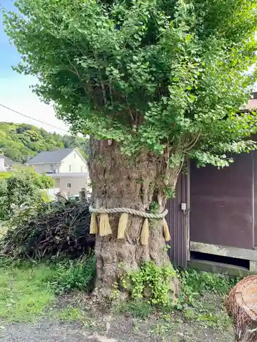 蛭子神社の自然