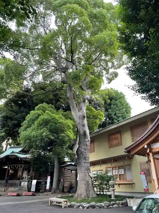 中目黒八幡神社の自然
