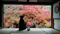 安國寺の自然