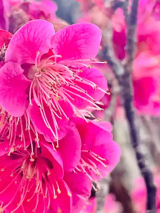 仙台八坂神社(宮城県)
