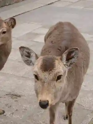 東大寺の{uncategorized: "未分類", other: "その他", undefined: "問題あり", building: "その他建物", grave: "お墓", sacred_gate: "鳥居", guardian: "狛犬", statue: "像", buddha: "仏像", history: "歴史", nature: "自然", garden: "庭園", animal: "動物", pagoda: "塔", temizu: "手水舎", mountain_gate: "山門・神門", sanctuary: "本殿・本堂", subordinate: "末社・摂社", art: "芸術", scenery: "景色", jizo: "地蔵", ema: "絵馬", goshuin: "御朱印", omikuji: "おみくじ", items: "授与品その他", amulet: "お守り", goshuincho: "御朱印帳", eats: "食事", festival: "お祭り", votive_dance: "神楽", shichigosan: "七五三参", wedding: "結婚式", experience: "体験その他", initially: "初詣", around: "周辺", anti_infection: "感染症対策"}