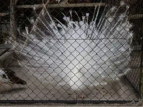 楽法寺（雨引観音）の動物