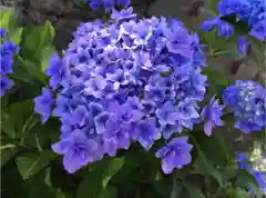 日吉八王子神社の自然