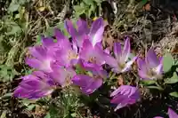 大六天麻王神社の庭園