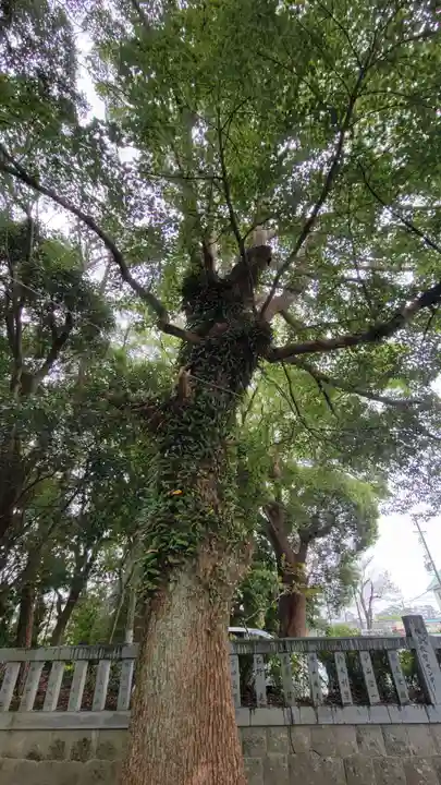 御穂神社の自然