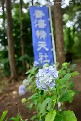椿ノ海　水神社(千葉県)