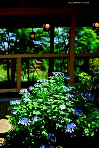 川越氷川神社(埼玉県)