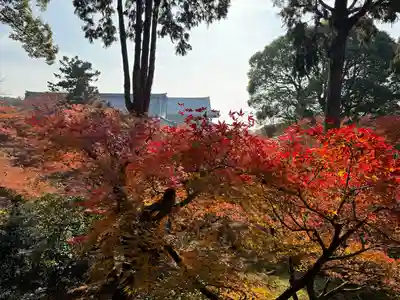 東福禅寺(東福寺)(京都府)