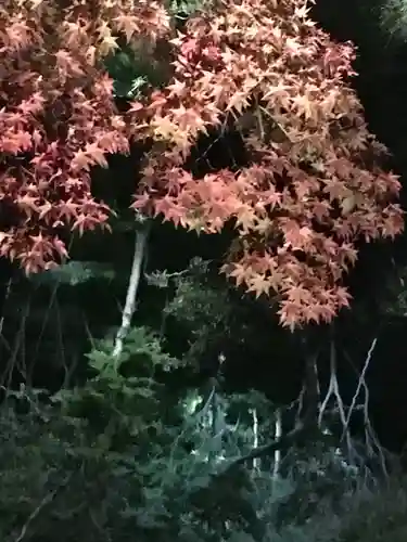 高台寺（高台寿聖禅寺・高臺寺）の自然