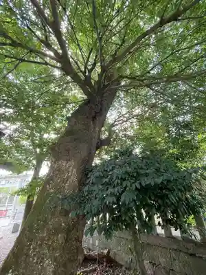 白山姫神社(熊本県)