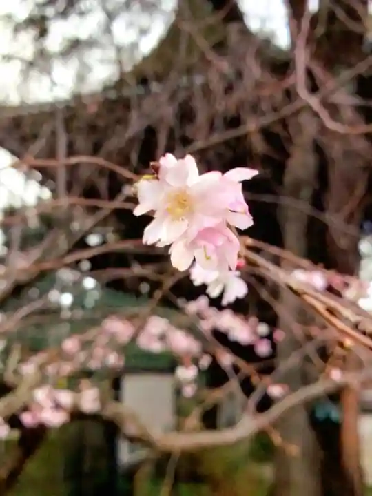 妙法寺(東京都)