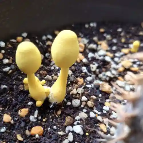 成田山大照寺(北海道)