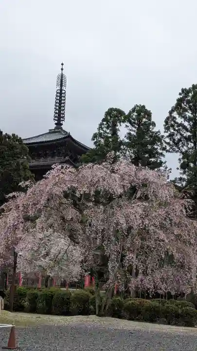 醍醐寺(京都府)