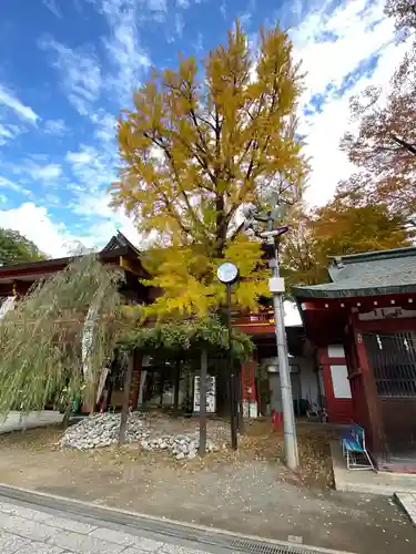 秩父神社の自然
