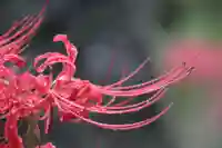 国宝 大法寺の自然