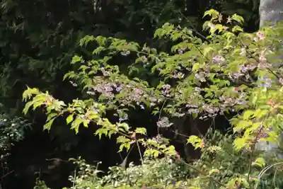 大國主神社の自然