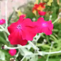 豊景神社の自然