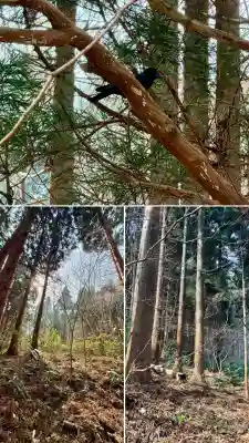 函館八幡宮の動物