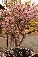 高昌寺(愛媛県)