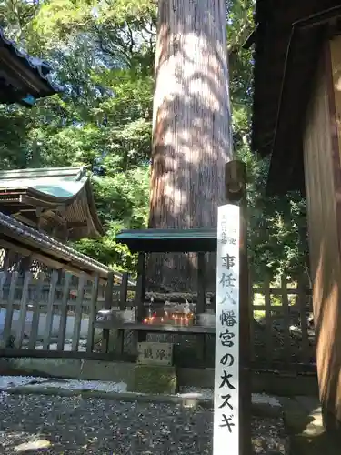 事任八幡宮の自然